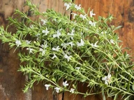 Nasiona i cebule - CZĄBER OGRODOWY LECZNICZY aromatyczna PRZYPRAWA NASIONA ZIÓŁ p. 809/XK - miniaturka - grafika 1