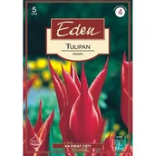 Nasiona i cebule - Tulipan liliokształtny Aladdin 5 sztuk Eden - miniaturka - grafika 1