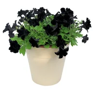 Kwiaty doniczkowe - Petunia crazytunia Black Mamba - miniaturka - grafika 1