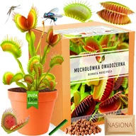Nasiona i cebule - MUCHOŁÓWKA OWADOŻERNA Nasiona Zestaw do Uprawy Dionaea Muscipula Na muchy - miniaturka - grafika 1