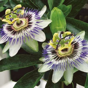 Kiepenkerl Passiflora Męczennica Kiepenkerl 101204 - Nasiona i cebule - miniaturka - grafika 1