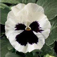 Nasiona i cebule - Bratek Wielkokwiatowy biały z plamą (Viola X Wittrockiana) 150 nasion - miniaturka - grafika 1