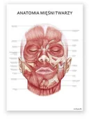 Meble i wyposażenie gabinetów medycznych - Plakat anatomiczny - Mięśnie twarzy - Marta Pawelec - pomoc dydaktyczna, wyposażenie gabinetów medycznych - miniaturka - grafika 1