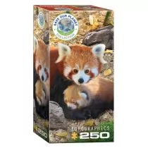 Eurographics Puzzle 250 Czerwone pandy 8251-5557 - Puzzle - miniaturka - grafika 1