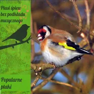 Ptasi śpiew bez podkładu muzycznego
