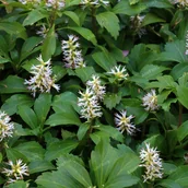 Nasiona i cebule - Runianka japońska 'Green Carpet' (Pachysandra terminalis) Doniczka 1.0L - miniaturka - grafika 1