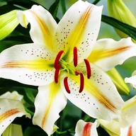 Nasiona i cebule - Lilia orientalna Garden Party XL (18/20) 1 szt. cebule cebulki lilii lilie - miniaturka - grafika 1