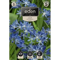 Nasiona i cebule - Lilia Afrykańska Agapant 1 sztuka Eden - miniaturka - grafika 1