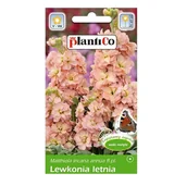 Nasiona i cebule - LEWKONIA letnia ŁOSOSIOWA Bara nasiona kwiatów 0,5g - miniaturka - grafika 1