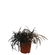 Kwiaty doniczkowe - Konwalnik - miniaturka - grafika 1