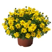 Kwiaty doniczkowe - Bidens wysokość 25 cm doniczka - miniaturka - grafika 1