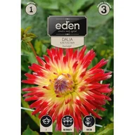 Nasiona i cebule - Dalia kaktusowa Vuurvogel 1 sztuka Eden - miniaturka - grafika 1