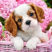 Zabawki kreatywne - Diamentowa mozaika - Piesek w koszu Norimpex - miniaturka - grafika 1