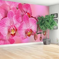 Fototapety - Fototapeta Różowy Orchidea - miniaturka - grafika 1