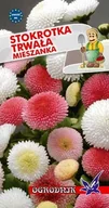 Nasiona i cebule - Stokrotka trwała mieszanka 0,2g / O / - miniaturka - grafika 1