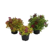 Sadzonki drzew krzewów - Tawuła don. 2 l - miniaturka - grafika 1