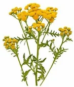 Akcesoria jeździeckie - EQUIHERBS Wrotycz 0,5 kg - miniaturka - grafika 1