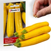 Nasiona i cebule - Nasiona Dynia Zwycz. - Cukinia Goldena 3G Plantico - miniaturka - grafika 1