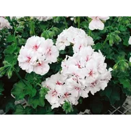 Kwiaty doniczkowe - Pelargonia bluszczolistna Blanche Roche - miniaturka - grafika 1