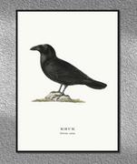 Plakaty - Plakat Kruk, grafika ze starego Atlasu Ptaków 21x30 (A4) / DodoPrint - miniaturka - grafika 1