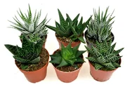 Kwiaty doniczkowe - Haworthia zestaw  6 szt ~ DUŻE~   12-15 cm !!  mix nr 2 - miniaturka - grafika 1