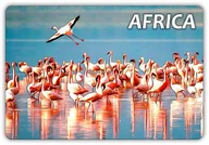 Magnesy - AFRYKA - Flamingi - Animals - Magnes na lodówkę - miniaturka - grafika 1