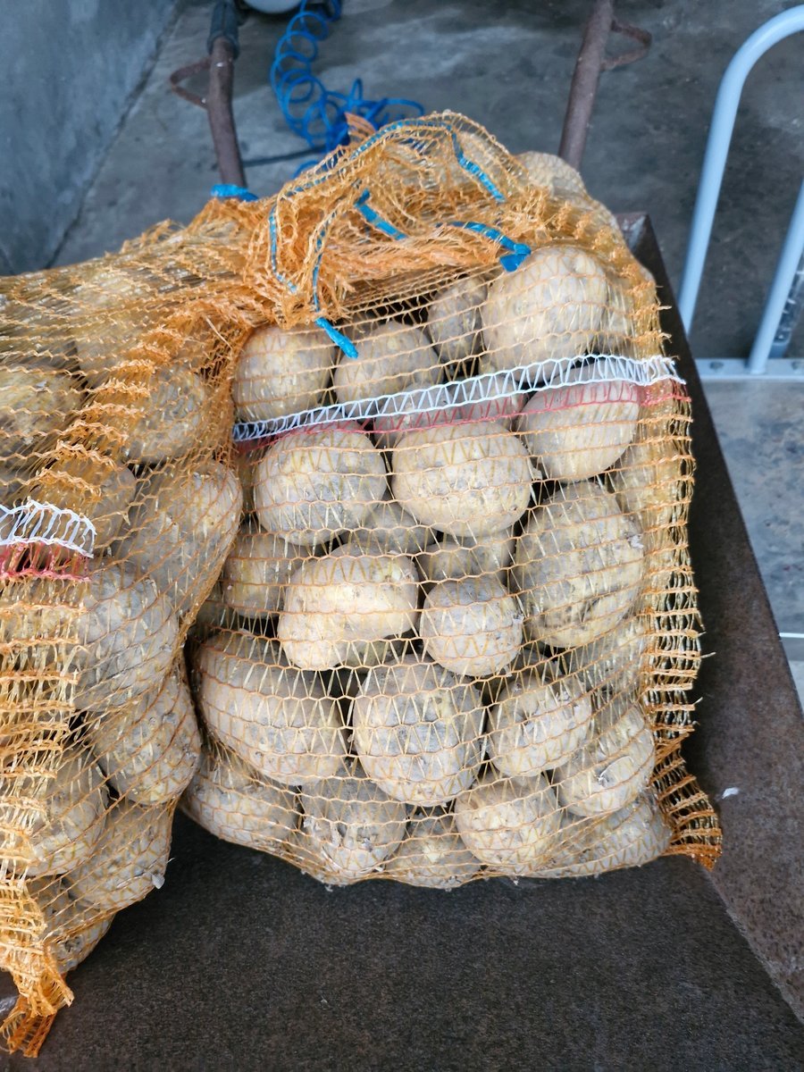 Ziemniaki białe Irga 5 kg