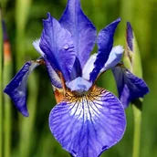 Nasiona i cebule - Irys sibirica syberyjski niebieski 1 szt. - miniaturka - grafika 1