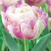 Nasiona i cebule - Tulipan Pełny Sweet Desire 5 szt cebulki Tulipany - miniaturka - grafika 1