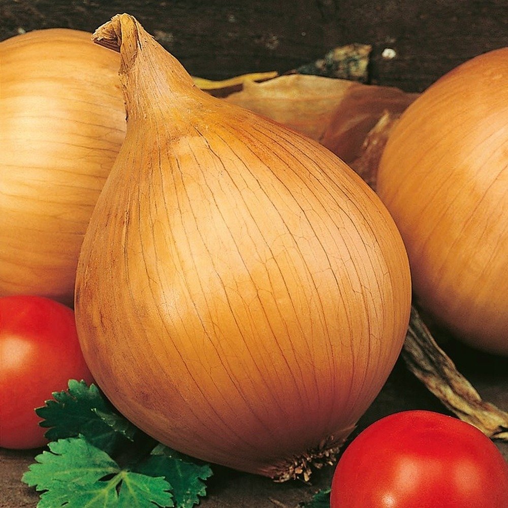 Cebula czerwona hiszpańska 350 g