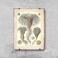 Plakaty - Plakat w stylu vintage Crinoidea Ernst Haeckel - miniaturka - grafika 1