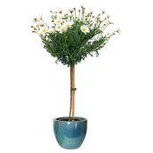 Kwiaty doniczkowe - Margerytka na pniu biała - miniaturka - grafika 1