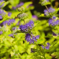 Kwiaty doniczkowe - Barbula klandońska 'Worcester Gold' (Caryopteris clandonensis) Doniczka 2L - miniaturka - grafika 1