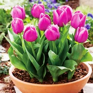 Nasiona i cebule - Tulipan Doniczkowy Baby Blue 5 szt cebulki Tulipany - miniaturka - grafika 1