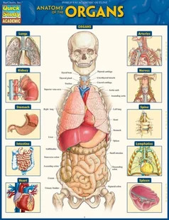 Anatomy of the Organs [DRM] - E-booki obcojęzyczne - miniaturka - grafika 1