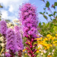 Nasiona i cebule - Liatra kłosowa 'Kobold' Miododajna (Liatris spicata) Doniczka 1.0L - miniaturka - grafika 1