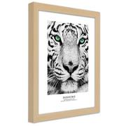Plakaty - Plakat w ramie naturalnej, Biały tygrys (Rozmiar 70x100) - miniaturka - grafika 1