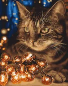 Malowanie po numerach - Malowanie po numerach, 40x50 cm - Kot z lampkami - miniaturka - grafika 1