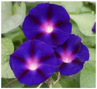 Nasiona i cebule - POWÓJ - WILEC GRANDPA OTT'S (IMPOMOEA PURPUREA) NASIONA 50 sztuk - miniaturka - grafika 1