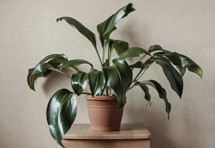 Aspidistra elatior Aspidistra wyniosła P13 - Kwiaty doniczkowe - miniaturka - grafika 1