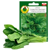 Nasiona i cebule - SZPINAK OLBRZYM ZIMOWY NASIONA BEZ GMO - miniaturka - grafika 1