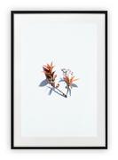 Plakaty - Plakat B2 50x70 cm Kwiaty Rośliny Natura     WZORY - miniaturka - grafika 1