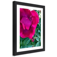 Plakaty - Plakat w ramie czarnej, Różowy duży kwiat (Rozmiar 70x100) - miniaturka - grafika 1