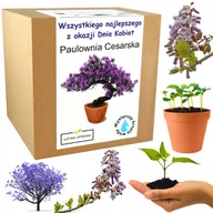 Nasiona i cebule - Drzewko Bonsai szczęścia prezent na Dzień Kobiet - miniaturka - grafika 1