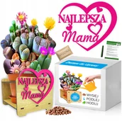Nasiona i cebule - Zestaw do Uprawy Żywe Kamienie DZIEŃ MATKI Mamy - miniaturka - grafika 1