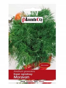 Plantico Koper ogrodowy Moravan - Nasiona i cebule - miniaturka - grafika 1