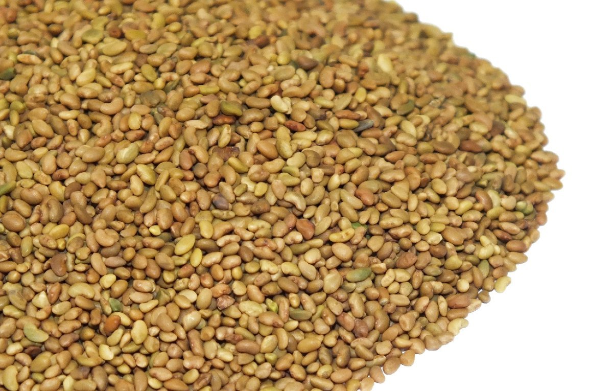 NASIONA NA KIEŁKI Kozieradka 20g od Skworcu