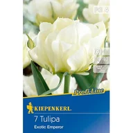 Nasiona i cebule - Cebule tulipanów Profi-Line Fosteriana-Tulpe Exotic Emperor - miniaturka - grafika 1