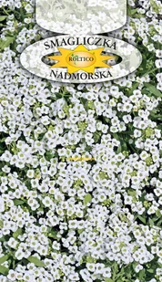 SMAGLICZKA NADMORSKA BIAŁA 0,5g - Nasiona i cebule - miniaturka - grafika 1