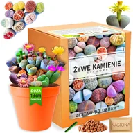 Nasiona i cebule - Zestaw do uprawy roślin Żywe Kamienie LITHOPS nasiona sukulenty Kolory - miniaturka - grafika 1